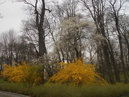 azForsythia intermedia 2016-04-08 6948.JPG