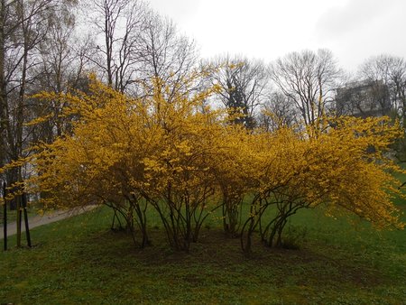 azForsythia intermedia 2016-04-08 7092.JPG