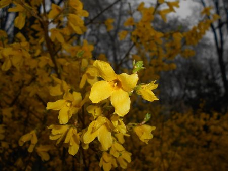 azForsythia intermedia 2016-04-08 6960.JPG