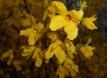 azForsythia intermedia 2016-04-08 6960b.JPG