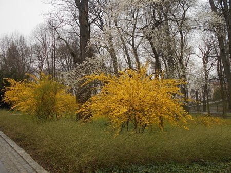 03azForsythia intermedia 2016-04-08 6947.JPG