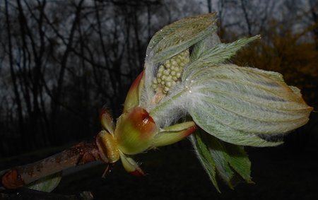 07azAesculus hippocastanum 2016-04-08 7083.JPG