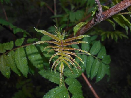 11azSorbaria sorbifolia 2016-04-08 7106.JPG