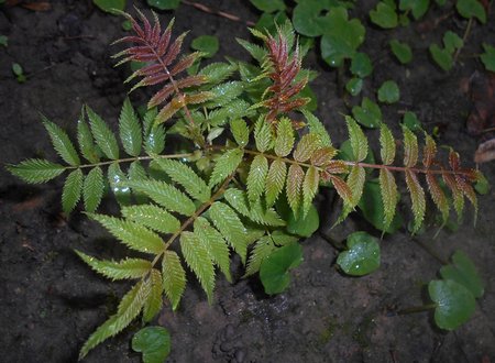 12azSorbaria sorbifolia 2016-04-08 7105.JPG