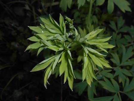 13azLamprocapnos spectabilis 2016-04-08 6981.JPG