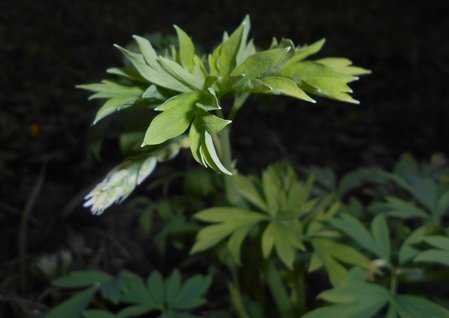 13azLamprocapnos spectabilis 2016-04-08 6982.JPG