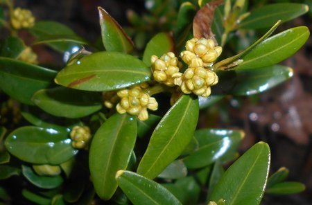 14azBuxus sempervirens 2016-04-08 7040.JPG