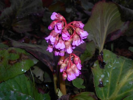 16azBergenia 2016-04-08 7005.JPG