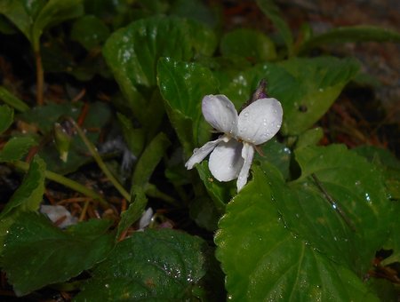 25azViola odorata 2016-04-08 7121.JPG