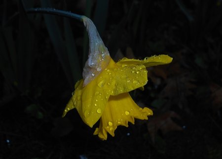 29azNarcissus pseudonarcissus 2016-04-08 6936.JPG