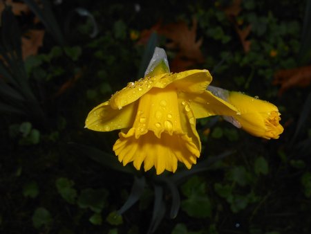 30azNarcissus pseudonarcissus 2016-04-08 6931.JPG