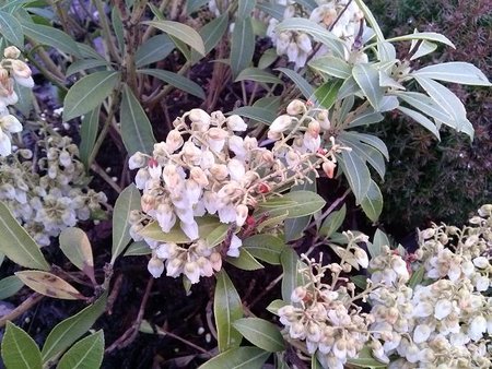 Pieris.JPG