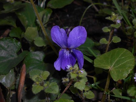 08azViola odorata 2016-04-11 7239.JPG