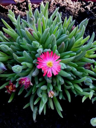 Delosperma kwiat.jpg