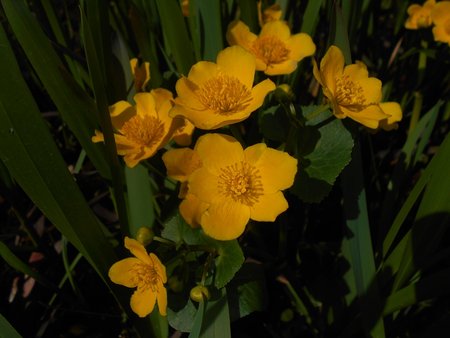 azCaltha palustris 2016-04-17 7467.JPG