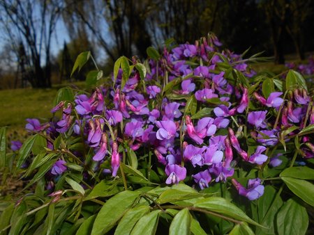 azLathyrus vernus 2016-04-17 7422.jpg