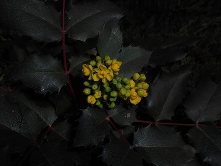 azMahonia 2016-04-17 7533.JPG