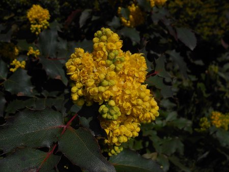 azMahonia 2016-04-17 7534.JPG