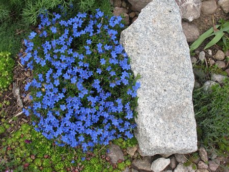 lithodora 2015.jpg