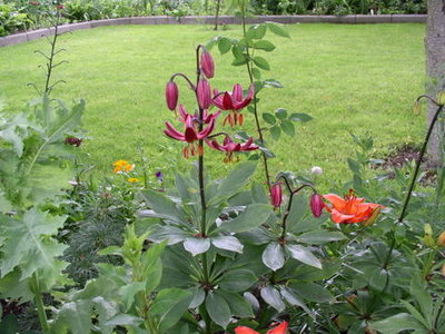 kwiaty 2012 164.jpg