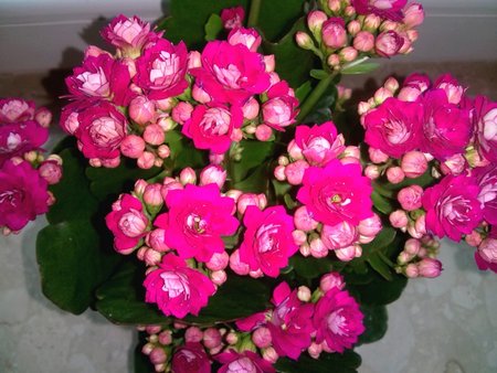 Kalanchoe 2.jpg