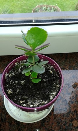 kalanchoe.jpg