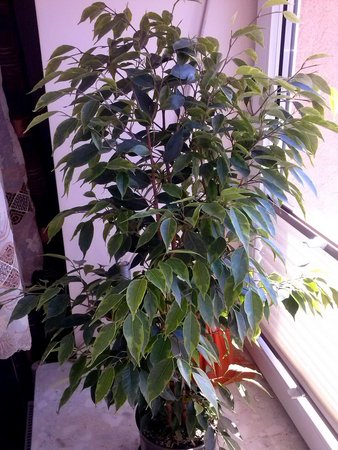 Ficus Beniamin 2.jpg