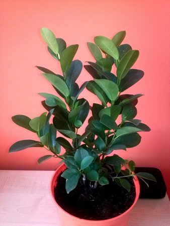 Ficus moclame 3.jpg