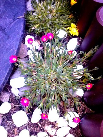 Delosperma 5.jpg