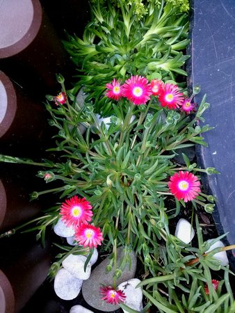 Delosperma 7.jpg