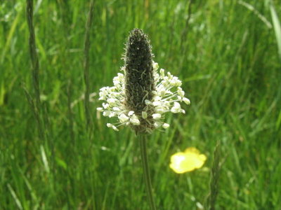 Babka lancetowata- Plantago lanceolata.jpg