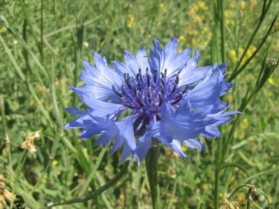 Chaber bławatek- Centaurea cyanus.jpg