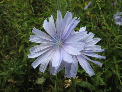 Cykoria podróżnik- Cichorium intybus.jpg