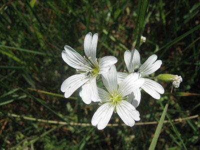 Rogownica polna- Cerastium arvense.jpg