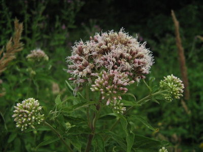 Sadziec konpiasty- Eupatorium cannabium.jpg