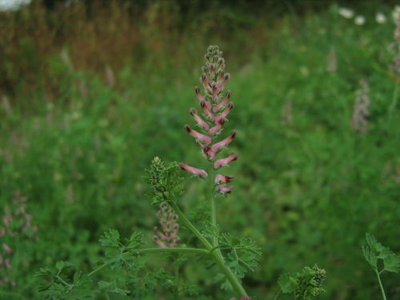 Dymnica pospolita- Fumaria officinalis.jpg