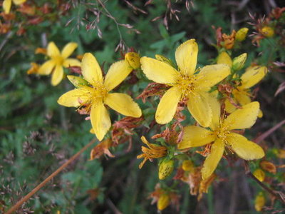 Dziurawiec zwyczajny- Hypericum perforatum.jpg