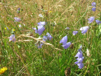 Dzwonek okrągłolistny- Campanula rotundifolia.jpg