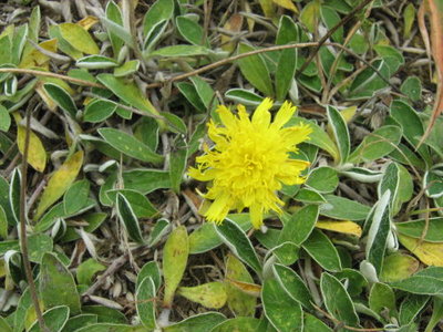 Jastrzębiec kosmaczek- Hieracium pilosella.jpg