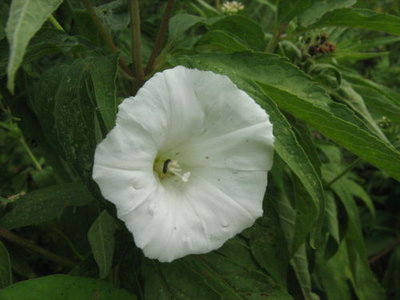 Kielisznik zaroślowy- Calystegia sepium.jpg