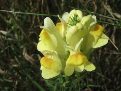 Lnica pospolita- Linaria vulgaris.jpg