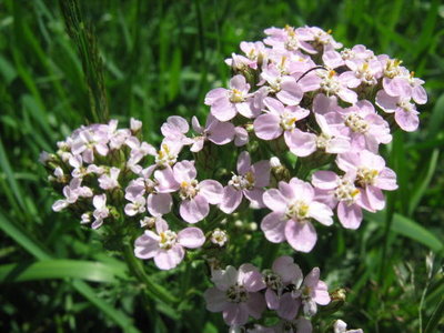 Krwawnik pospolity- Achillea millefolium.jpg