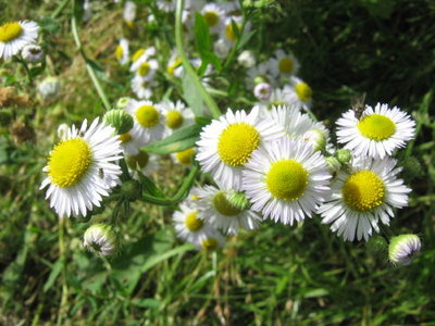 Przymioto gałęziaste- Erigeron ramosus.jpg