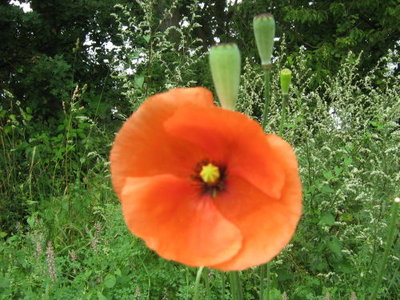 Mak polny- Papaver rhoeas.jpg