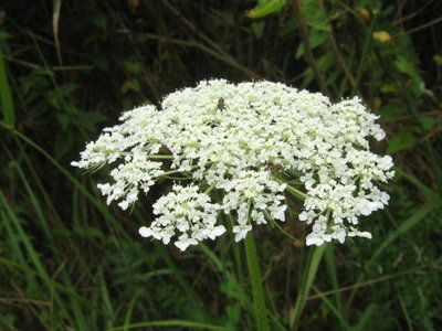 Marchew zwyczajna- Daucus carota.jpg