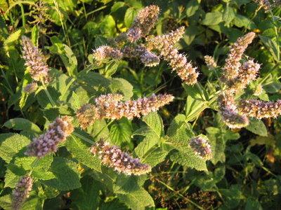 Mięta długolistna- Mentha longifolia.jpg