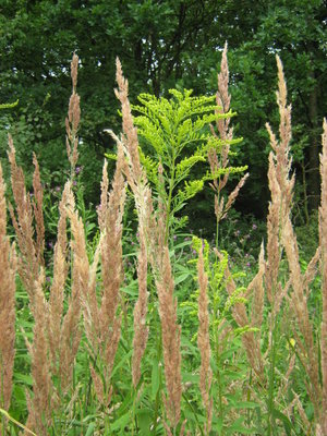 Nawłoć kanadyjska- Solidago canadensis.jpg