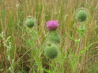 Ostrożeń krótkołodygowy- Cirsium acaule.jpg