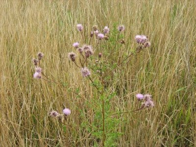 Ostrożeń polny- Cirsium arvense.jpg