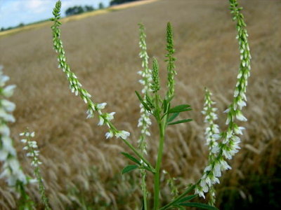 Nostrzyk biały (Melilotus albus).jpg